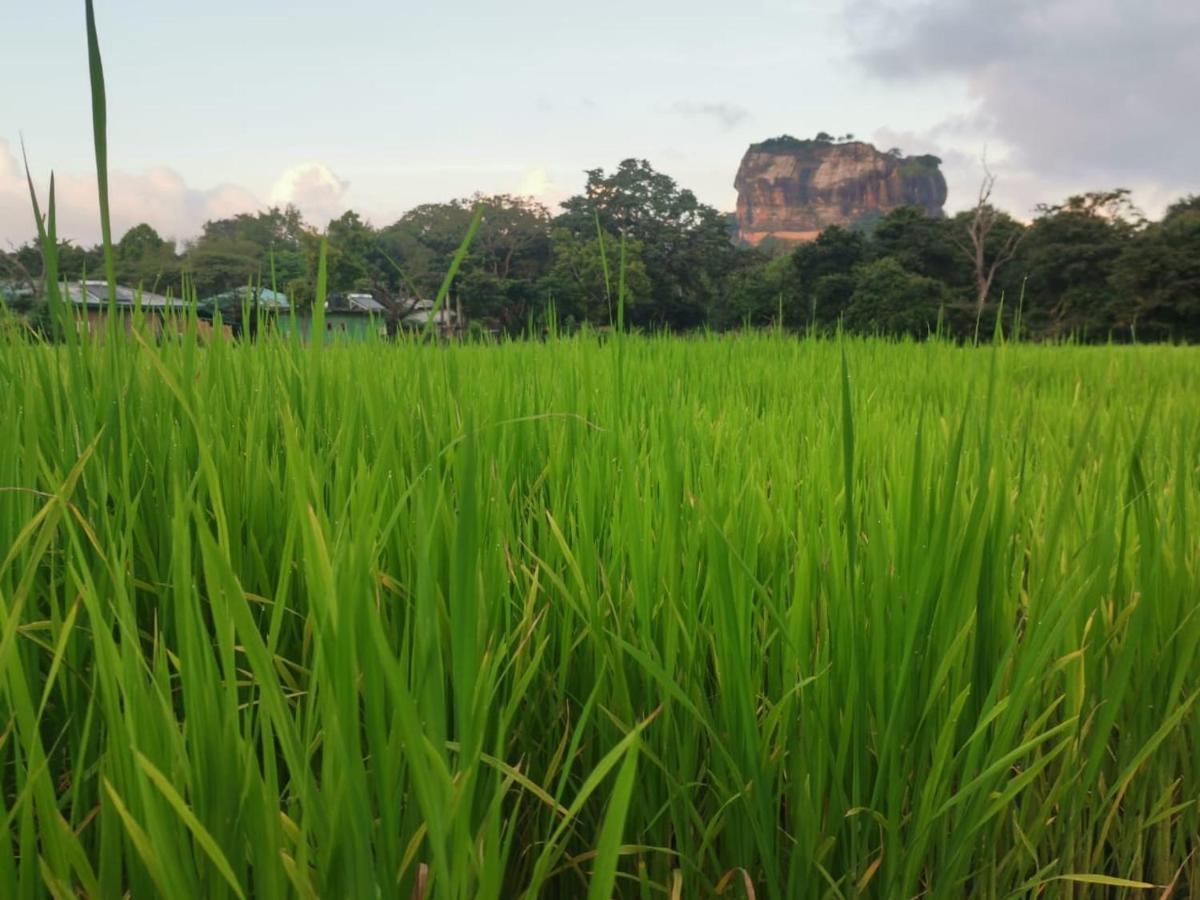 Sunshine Resort & Spa Sigiriya Eksteriør billede